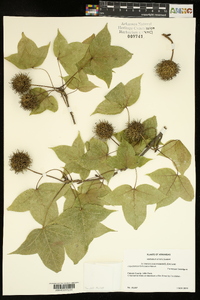 Liquidambar formosana image