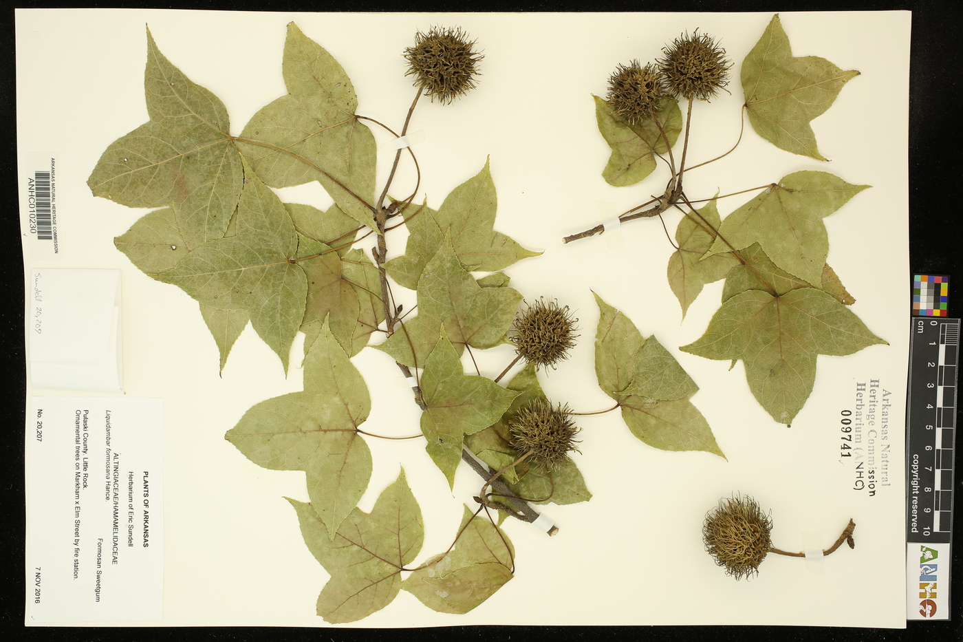 Liquidambar formosana image