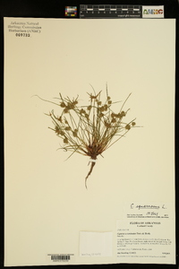 Cyperus squarrosus image