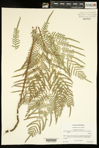 Pteridium aquilinum subsp. pseudocaudatum image