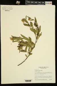 Ceanothus herbaceus image