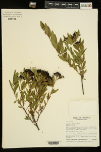 Ceanothus herbaceus image