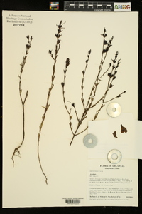 Agalinis heterophylla image