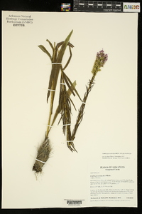 Liatris pycnostachya var. pycnostachya image