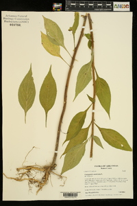 Campanulastrum americanum image