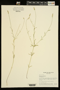 Polygala ambigua image