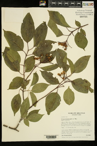 Cornus drummondii image