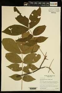 Carya myristiciformis image