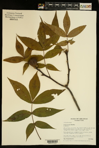 Carya texana image