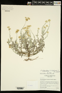 Pseudognaphalium luteoalbum image