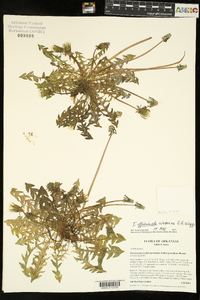 Taraxacum erythrospermum image