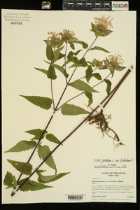 Monarda fistulosa var. mollis image