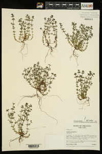 Galium parisiense image