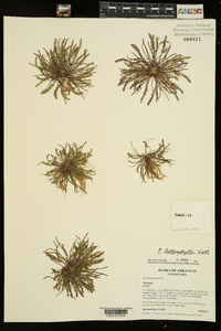 Plantago heterophylla image