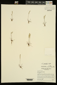 Plantago elongata image