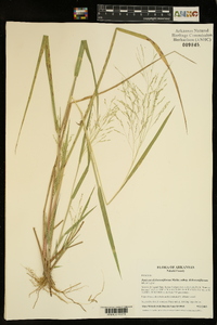 Panicum dichotomiflorum subsp. dichotomiflorum image