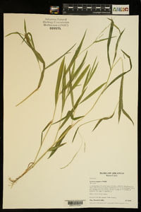 Leersia virginica image