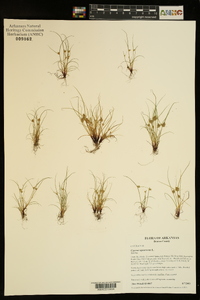 Cyperus squarrosus image