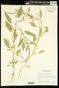 Amaranthus tuberculatus image