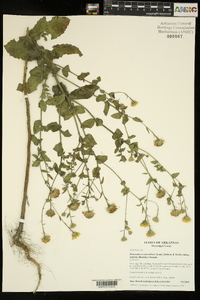 Heterotheca subaxillaris subsp. latifolia image