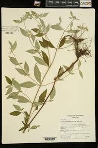 Pycnanthemum albescens image