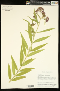 Asclepias incarnata subsp. incarnata image