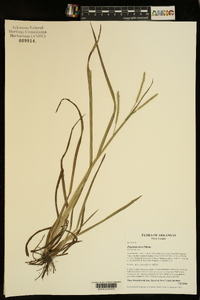 Paspalum laeve image