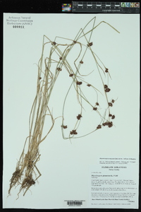 Rhynchospora glomerata image