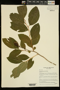 Lyonia mariana image