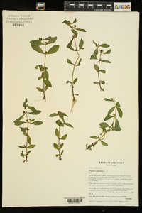 Gratiola virginiana image