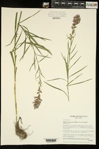 Liatris pycnostachya image