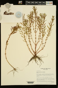 Rotala ramosior image