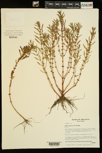 Rotala ramosior image