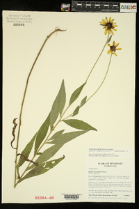 Rudbeckia fulgida image