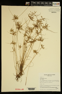 Cyperus flavescens image