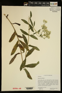 Eupatorium album image