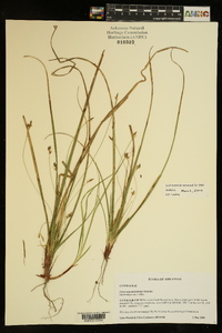 Carex nigromarginata image