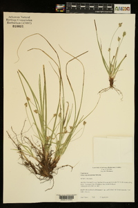 Carex nigromarginata image