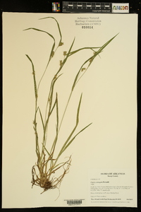 Carex corrugata image