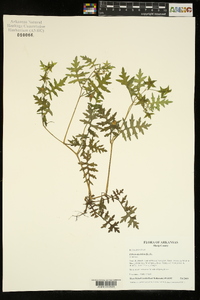 Ellisia nyctelea image