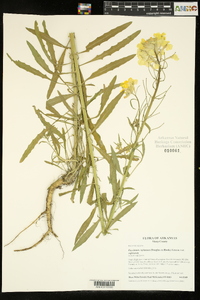 Erysimum capitatum var. capitatum image