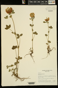 Trifolium reflexum image