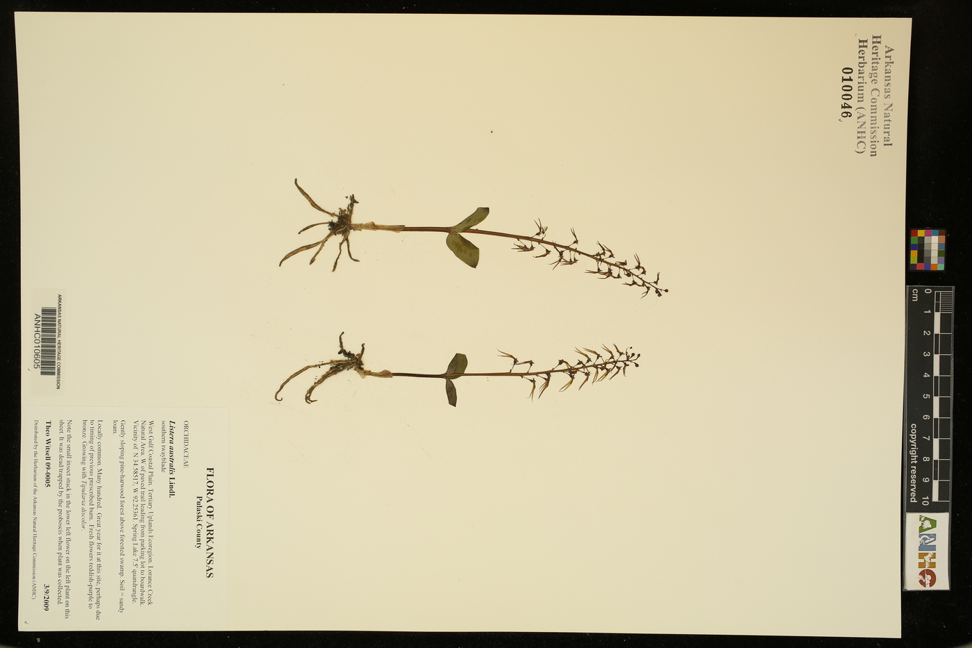Listera australis image