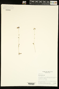 Phacelia glabra image