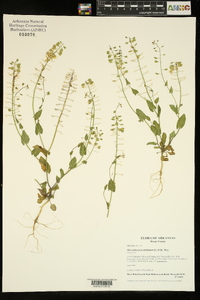 Microthlaspi perfoliatum image