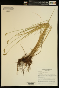 Carex suberecta image