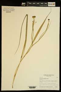 Nemastylis geminiflora image