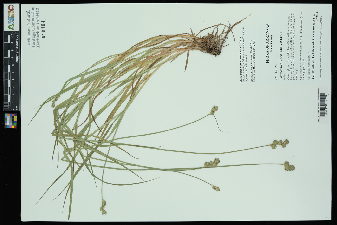 Carex molestiformis image