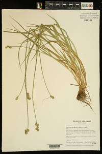 Carex molestiformis image