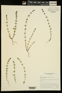 Galium virgatum image